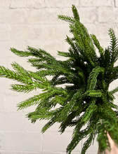 Load image into Gallery viewer, 12" Fresh Touch Norfolk Pine Bundle