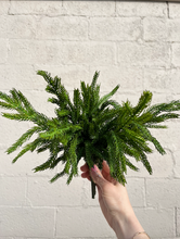 Load image into Gallery viewer, 12" Fresh Touch Norfolk Pine Bundle