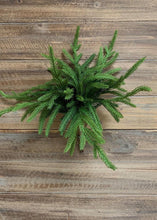 Load image into Gallery viewer, 12" Fresh Touch Norfolk Pine Bundle