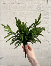Load image into Gallery viewer, 12" Fresh Touch Norfolk Pine Bundle