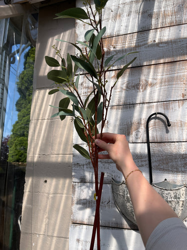 Tall Eucalyptus Spray