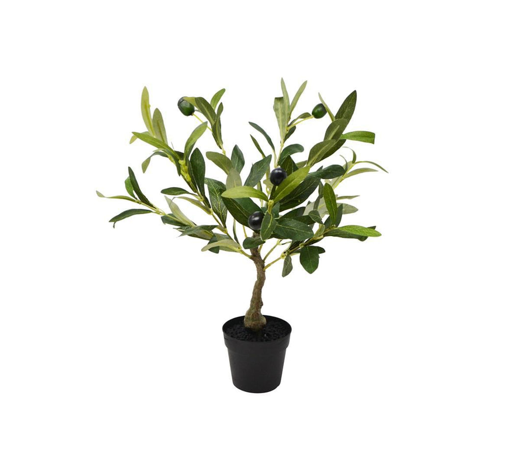 Small Olive Tree