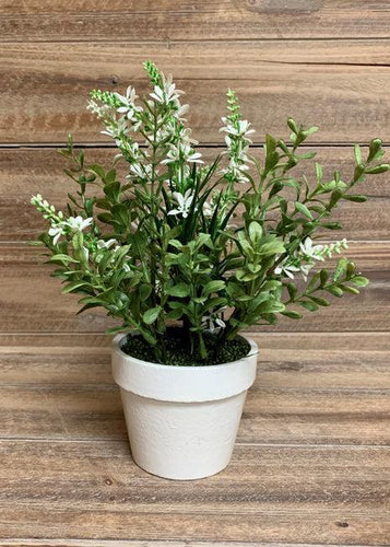 White Sweet Veronica Bush Potted