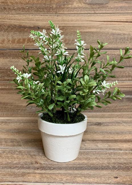 White Sweet Veronica Bush Potted