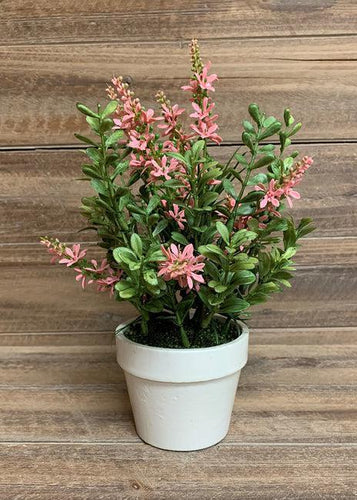 Pink Sweet Veronica Bush Potted