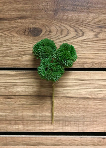 Green Sedum Pick Fresh Touch