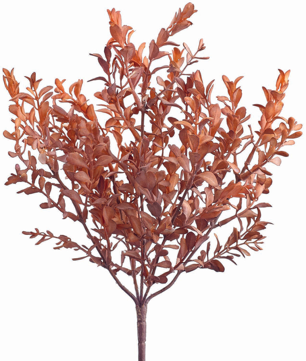 Soft Red Boxwood Bush