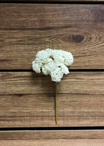 White Sedum Pick Fresh Touch