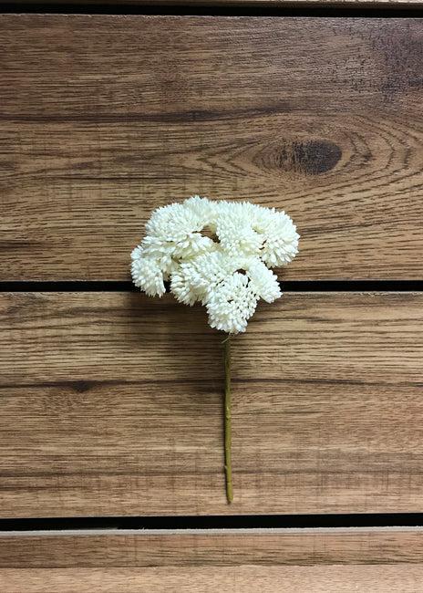 White Sedum Pick Fresh Touch