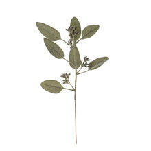 Load image into Gallery viewer, Eucalyptus Stem Sage