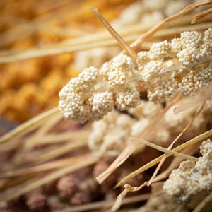 Dried Wheat Bush