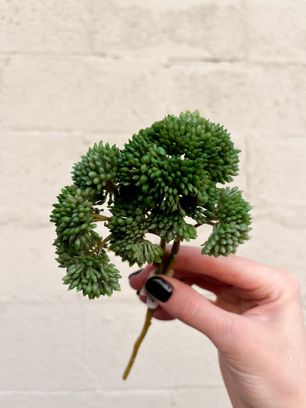 Green Sedum Pick Fresh Touch
