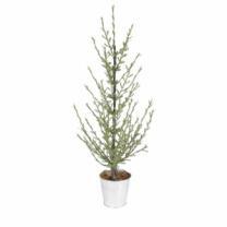 Whispy Potted Table Top Tree