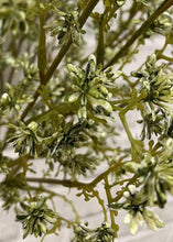 Load image into Gallery viewer, Green Seedum Bush
