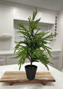 Fresh Touch Norfolk Pine Tree Potted