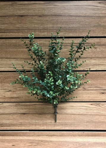 Euclayptus Bush