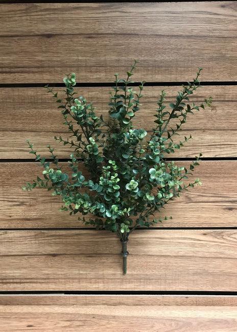 Euclayptus Bush