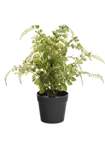Droopy Fern in Pot