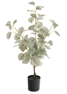 Eucalyptus Tree