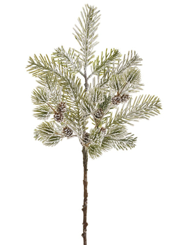 Snowy Fir Branch with Pinecones