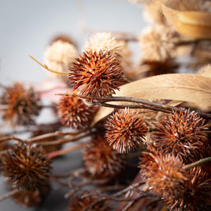 Thistle Leaf Bush