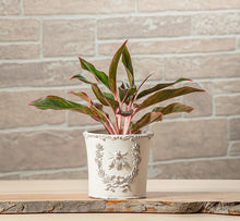 Load image into Gallery viewer, Medium Crest Bee Planter