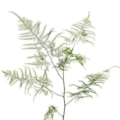 Plumosa Fern Spray