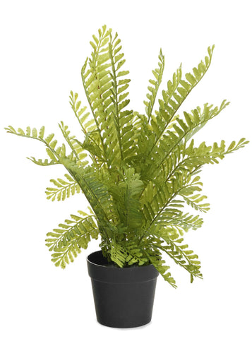 Delicate Fern in Pot