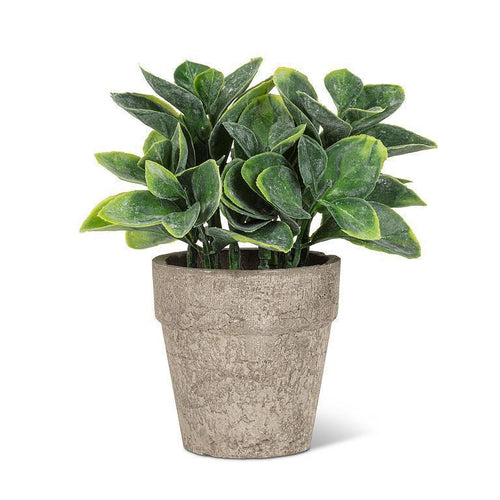 Spade Leaf Plant Pot