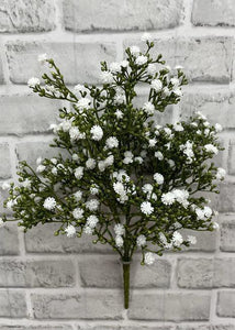 White Gypsophilia Bush