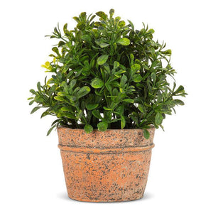 Boxwood Planter in Natural Pot