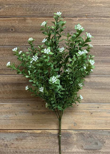 Modern Boxwood Bush