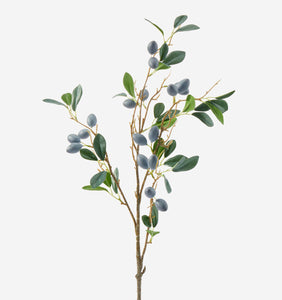 Olive Tree Branch