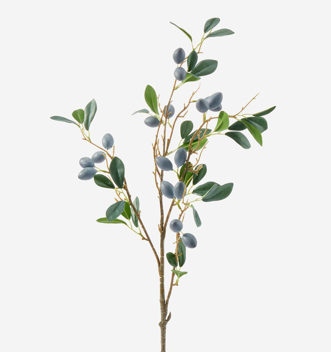 Olive Tree Branch