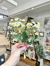 Load image into Gallery viewer, Mini Daisy Bundle