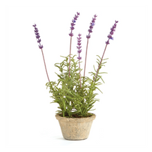 Load image into Gallery viewer, French Potted Lavender