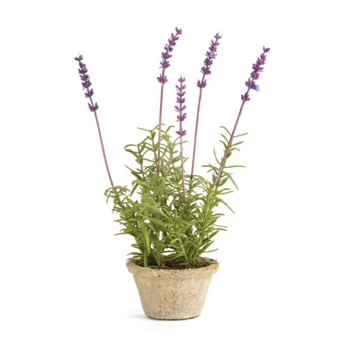 French Potted Lavender