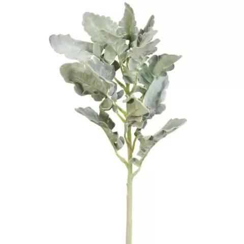 Frosted Dusty Miller Stem