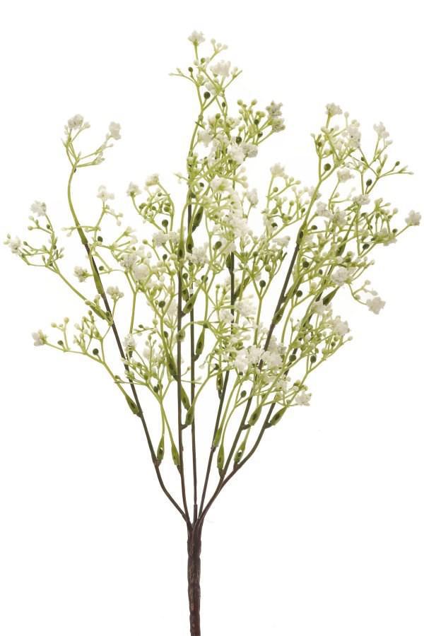 Bush Baby's Breath
