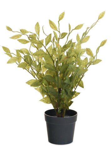 Leafy Plant in Pot