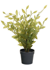 Leafy Plant in Pot