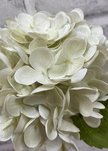 Fresh Touch Cream Hydrangea