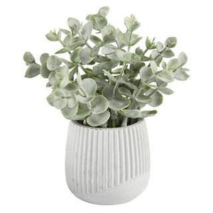 Eucalyptus Striped Pot Plant