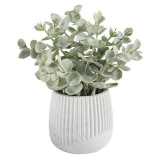 Eucalyptus Striped Pot Plant