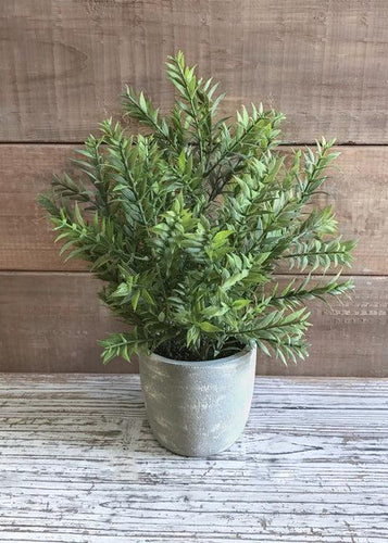 Mini Bamboo in Pot
