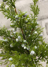 Load image into Gallery viewer, Juniper Berry Spray