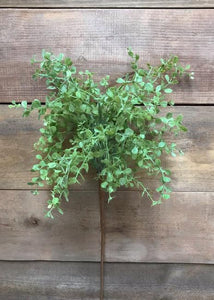 Light Baby Tears Bush