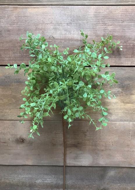 Light Baby Tears Bush