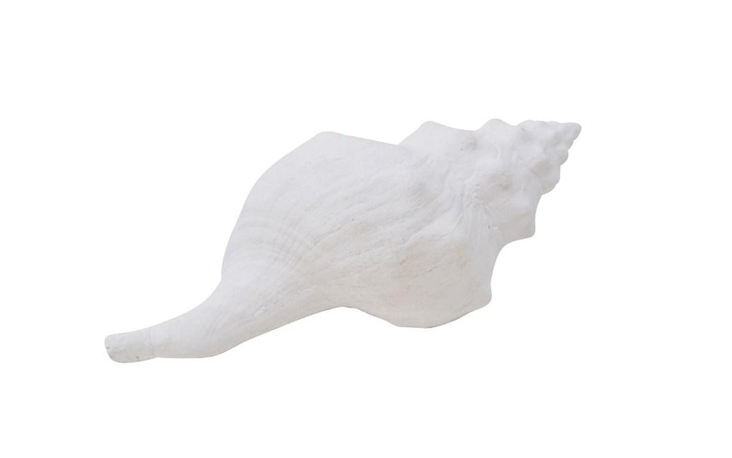Sea Shell Conch