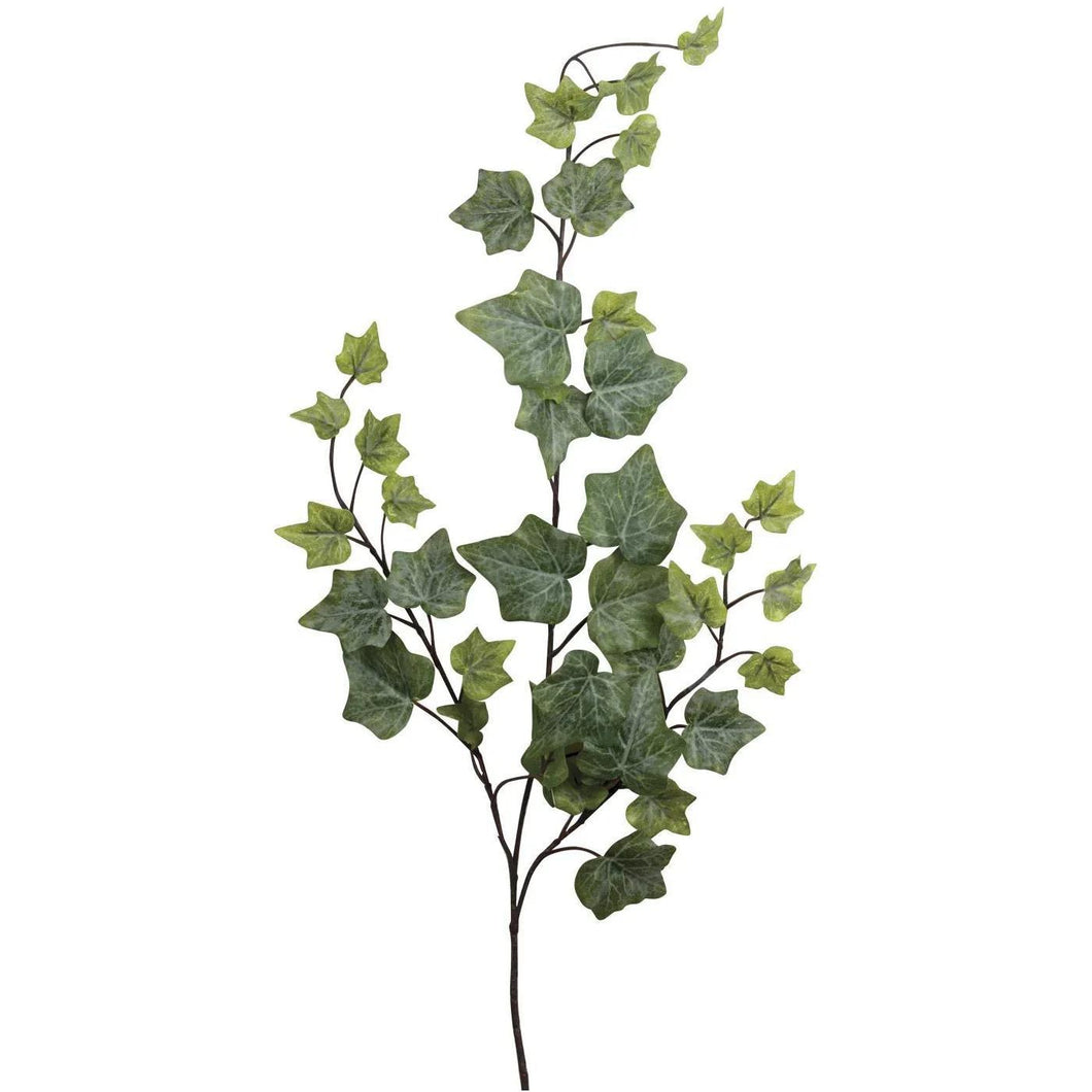 Ivy Spray